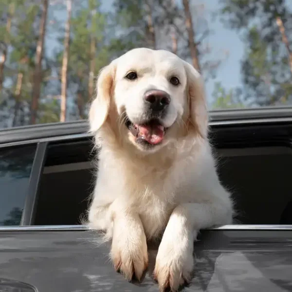 How To Remove Dog Hair from Car: Quick and Easy Cleanup Tips