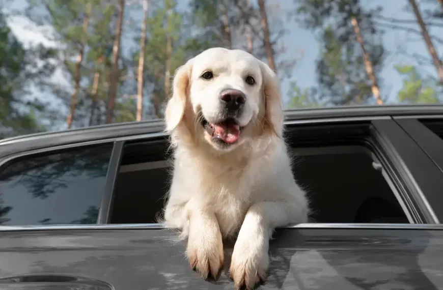 How To Remove Dog Hair from Car: Quick and Easy Cleanup Tips